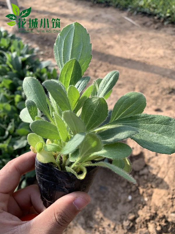 黑心菊