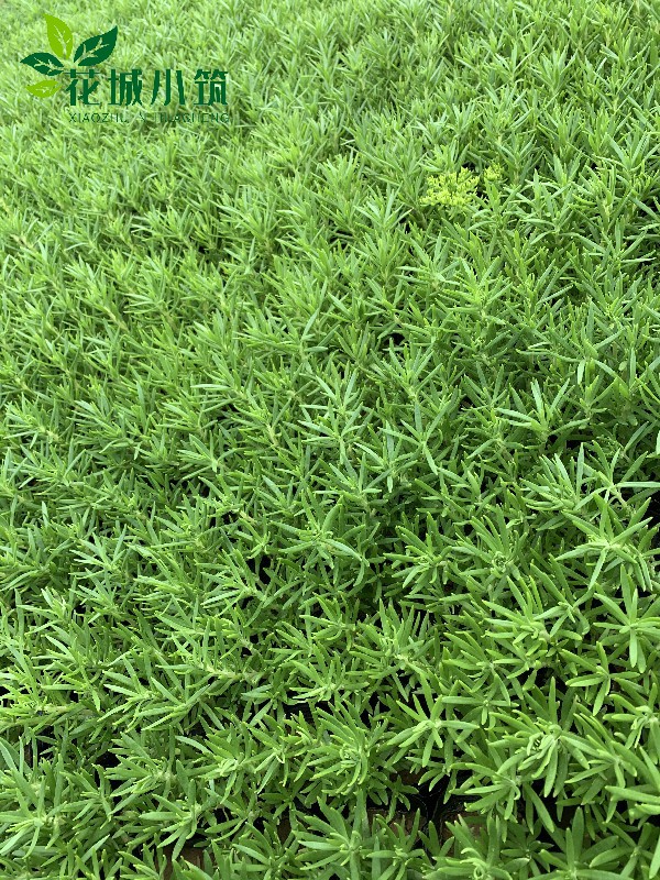 绿叶佛甲草