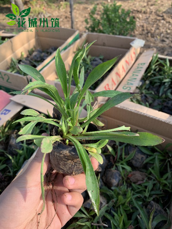 紫菀