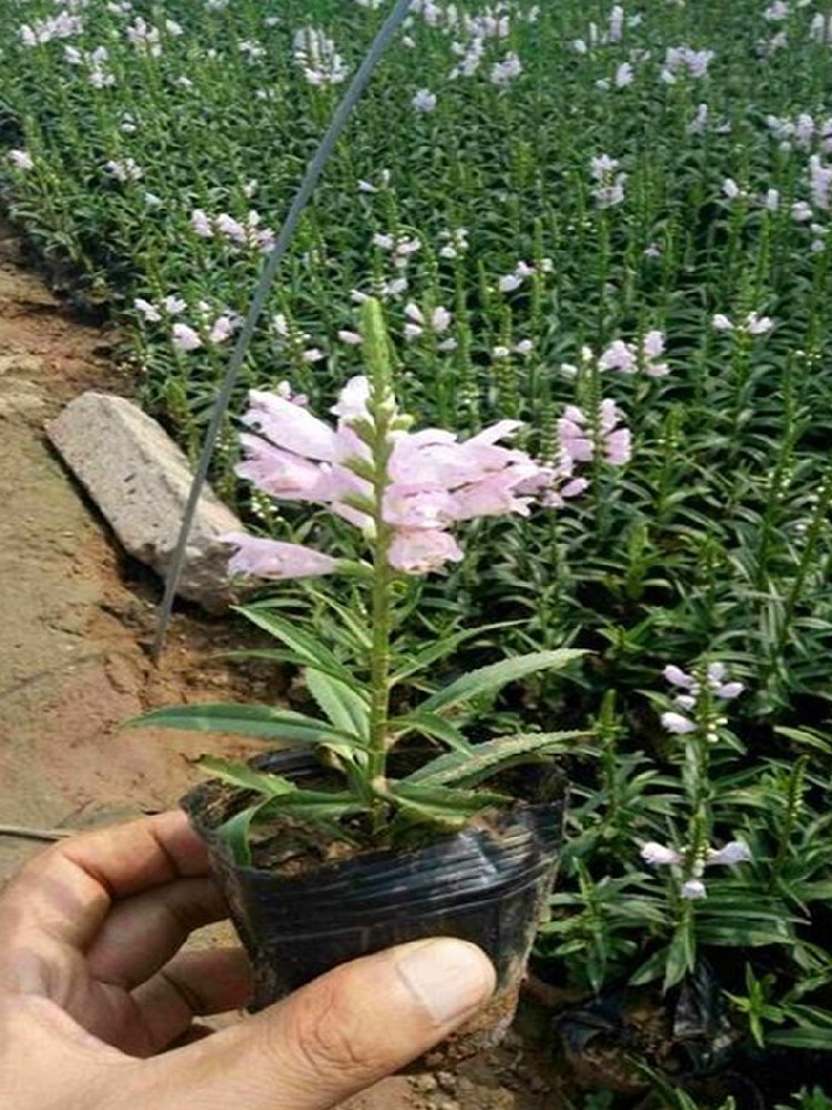 假龙头